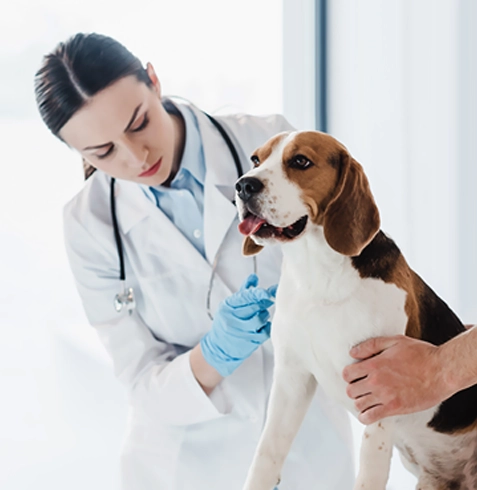 Mihalıççık Veteriner